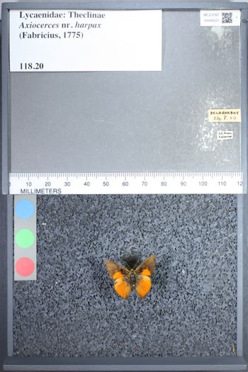 Media type: image;   Entomology 68221